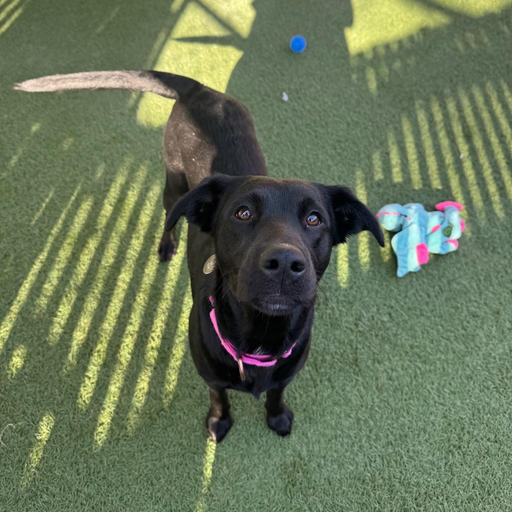 Enlarge Mystique, a Adoptable mixed breed in Buellton, CA image 2/6