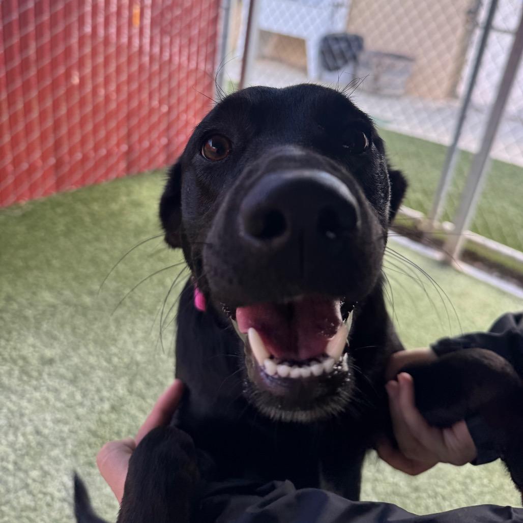 Enlarge Mystique, a Adoptable mixed breed in Buellton, CA image 4/6