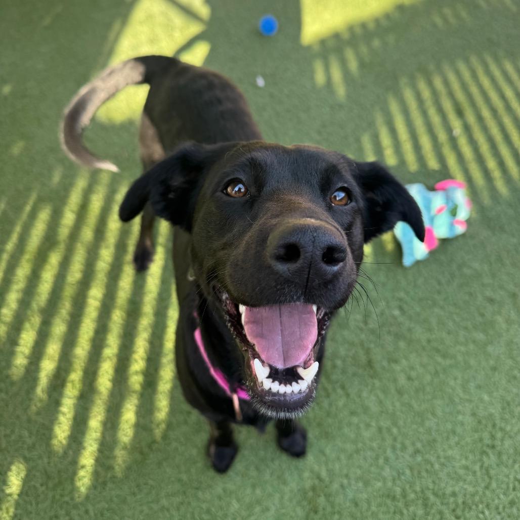 Enlarge Mystique, a Adoptable mixed breed in Buellton, CA image 5/6