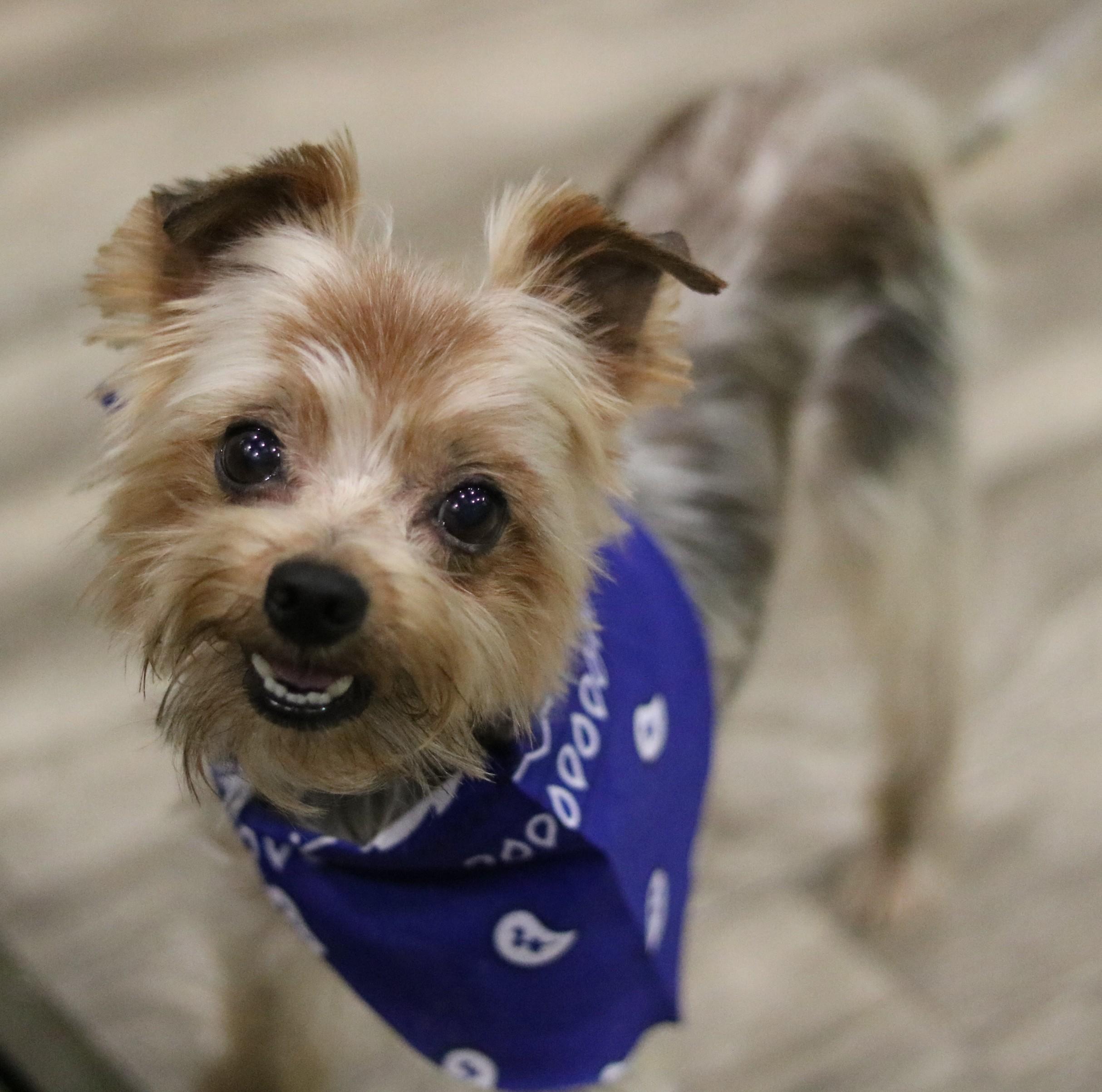 Enlarge Zeus, a Adopted mixed breed in Cedartown, GA image 3/5