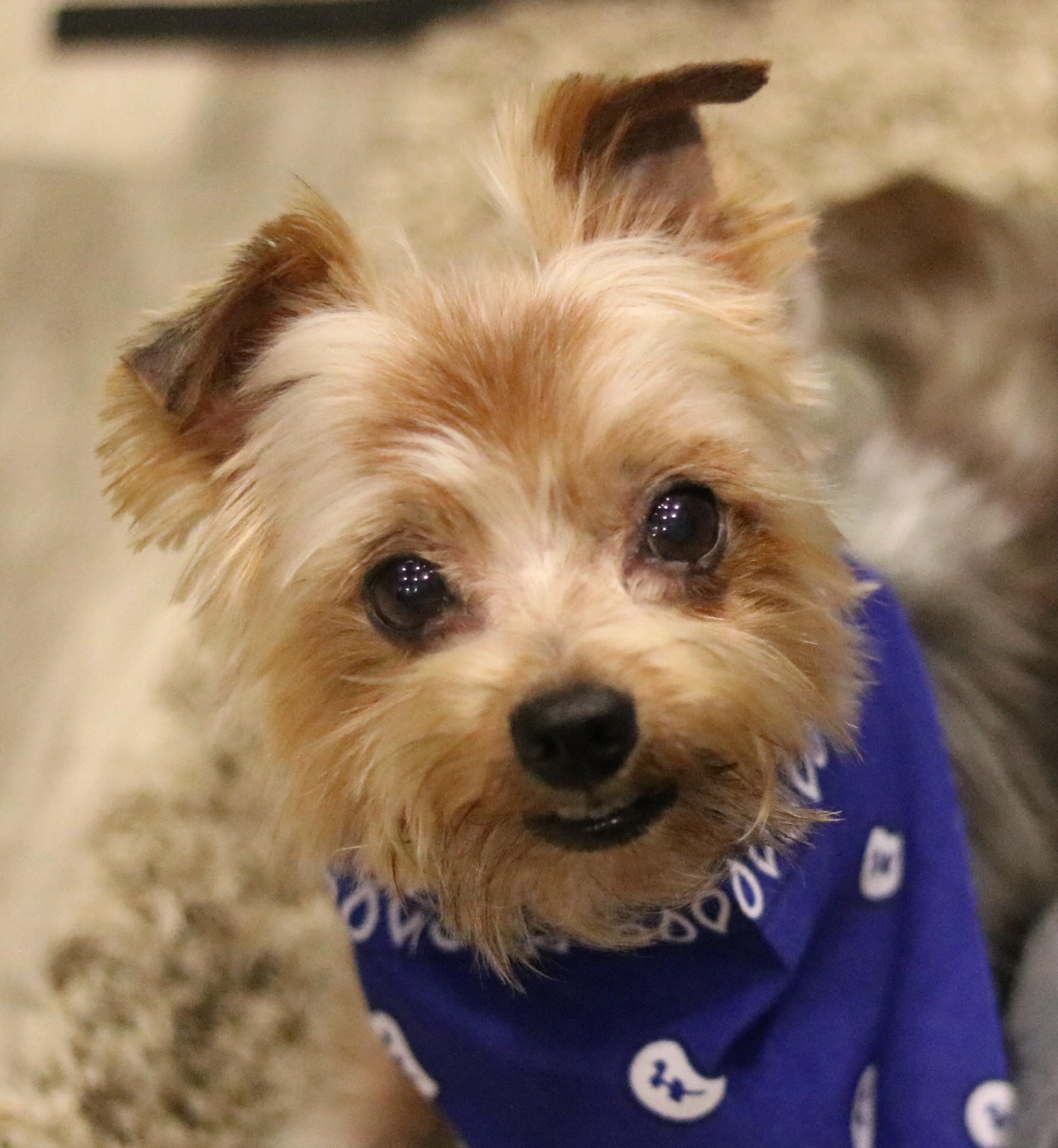 Zeus, Adopted, Adult Male Yorkshire Terrier & Terrier.
