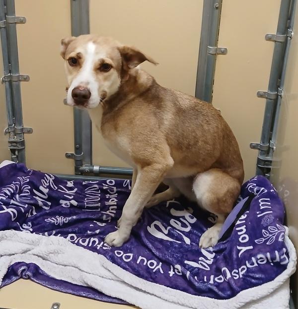 Khloe, Adoptable, Adult Female Pit Bull Terrier.