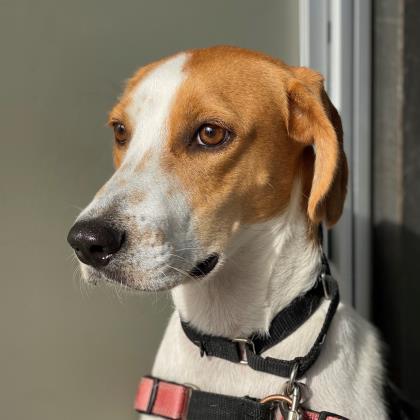 Barold, Adoptable, Senior Male Hound & Mixed Breed.