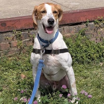 Barold, a Adoptable mixed breed in Richmond, VA image 2/3