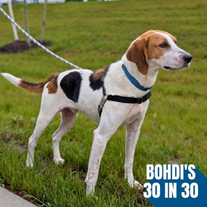 Barold, a Adoptable mixed breed in Richmond, VA image 3/3