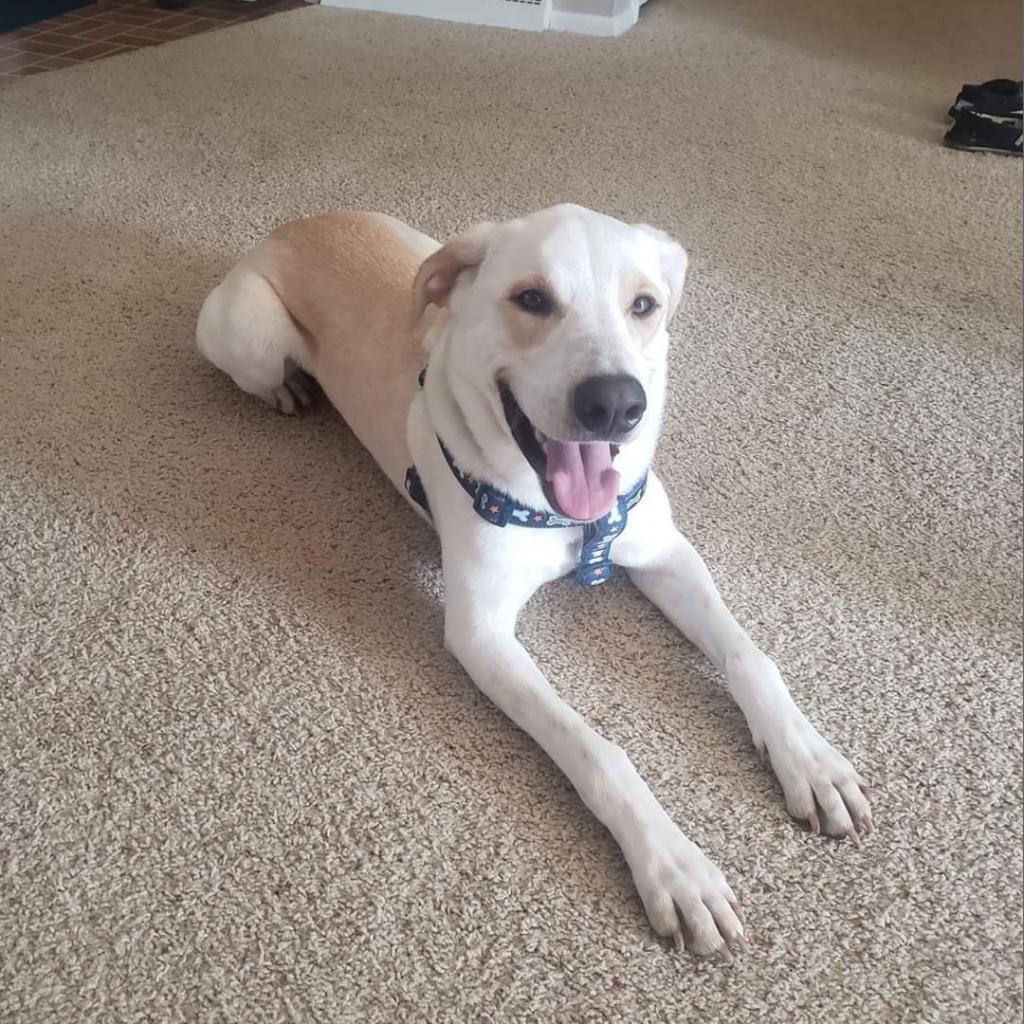 Enlarge Mario, a Adoptable mixed breed in Baldwin, WI image 4/6