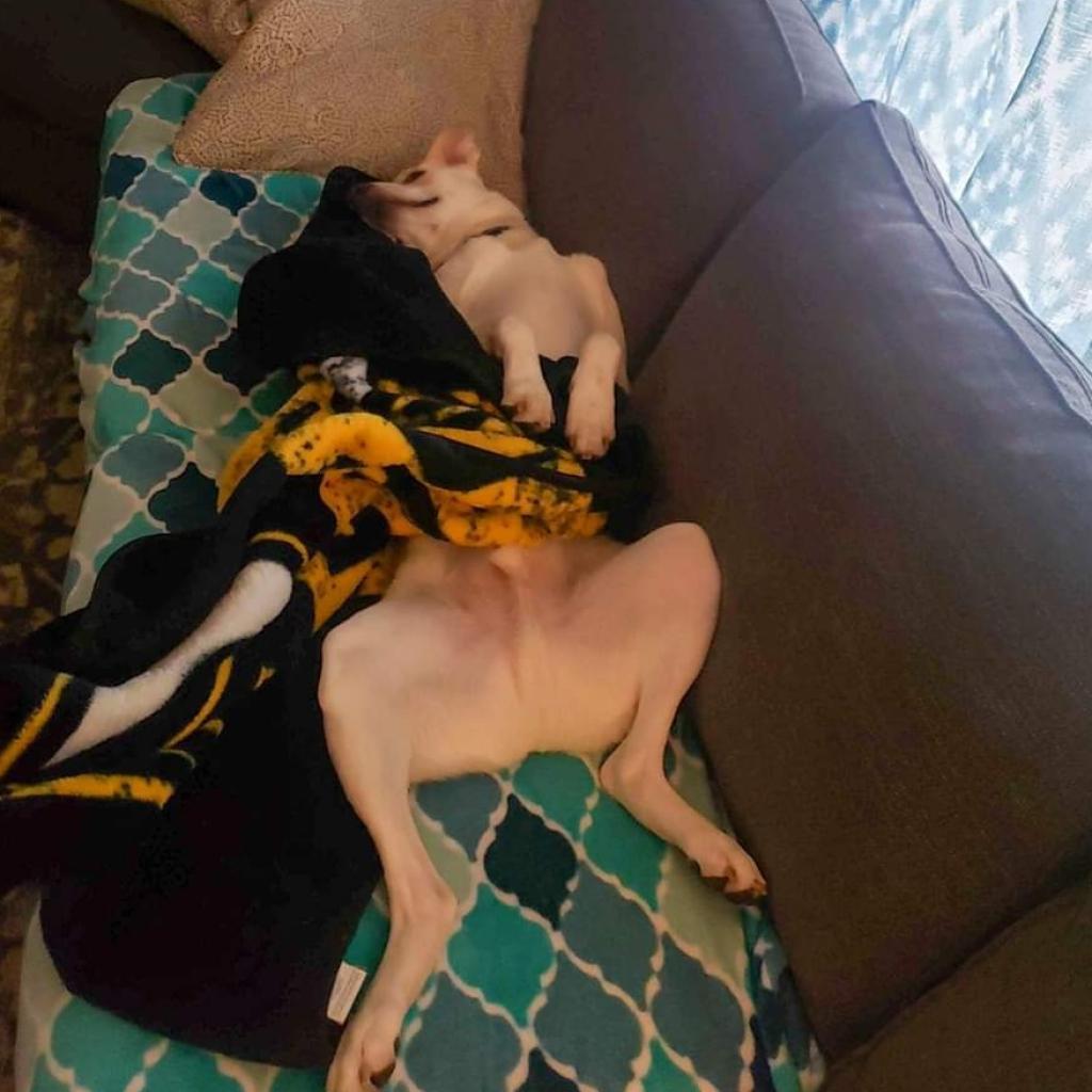 Enlarge Mario, a Adoptable mixed breed in Baldwin, WI image 6/6