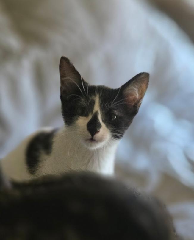 Enlarge Dutton, a Adoptable Domestic Short Hair in Kenosha, WI image 1/5