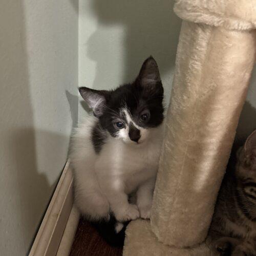 Enlarge Dutton, a Adoptable Domestic Short Hair in Kenosha, WI image 2/5