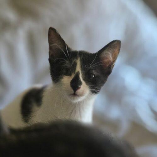 Enlarge Dutton, a Adoptable Domestic Short Hair in Kenosha, WI image 3/5