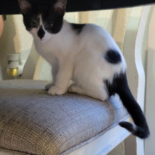 Enlarge Dutton, a Adoptable Domestic Short Hair in Kenosha, WI image 5/5