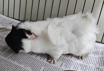 Gally, Adoptable, Young Male Guinea Pig & Guinea Pig.