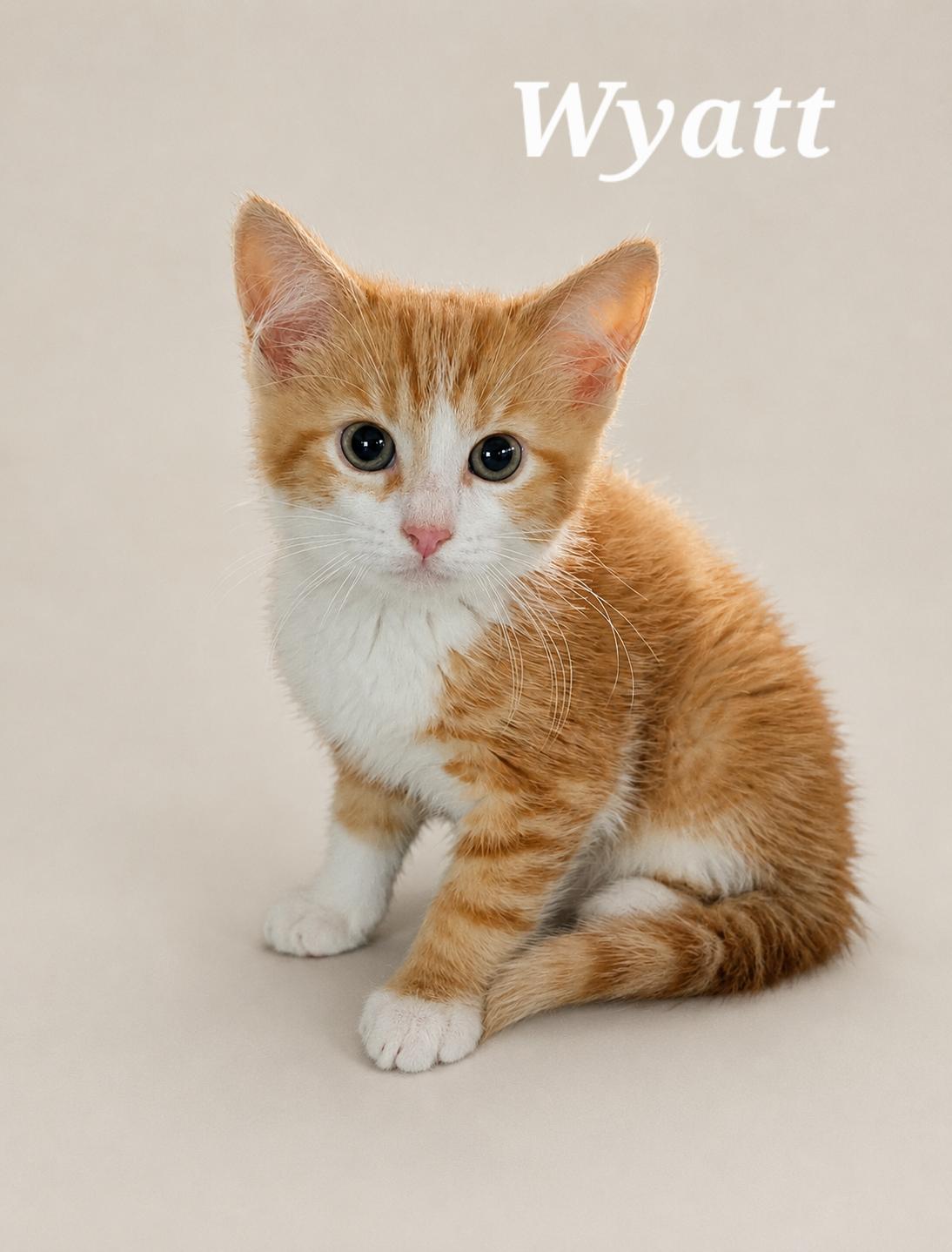 Enlarge Wyatt, a ADOPTABLE Tabby in Monroeville, PA image 1/1