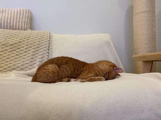 Cloie, Adoptable, Adult Female Domestic Short Hair.