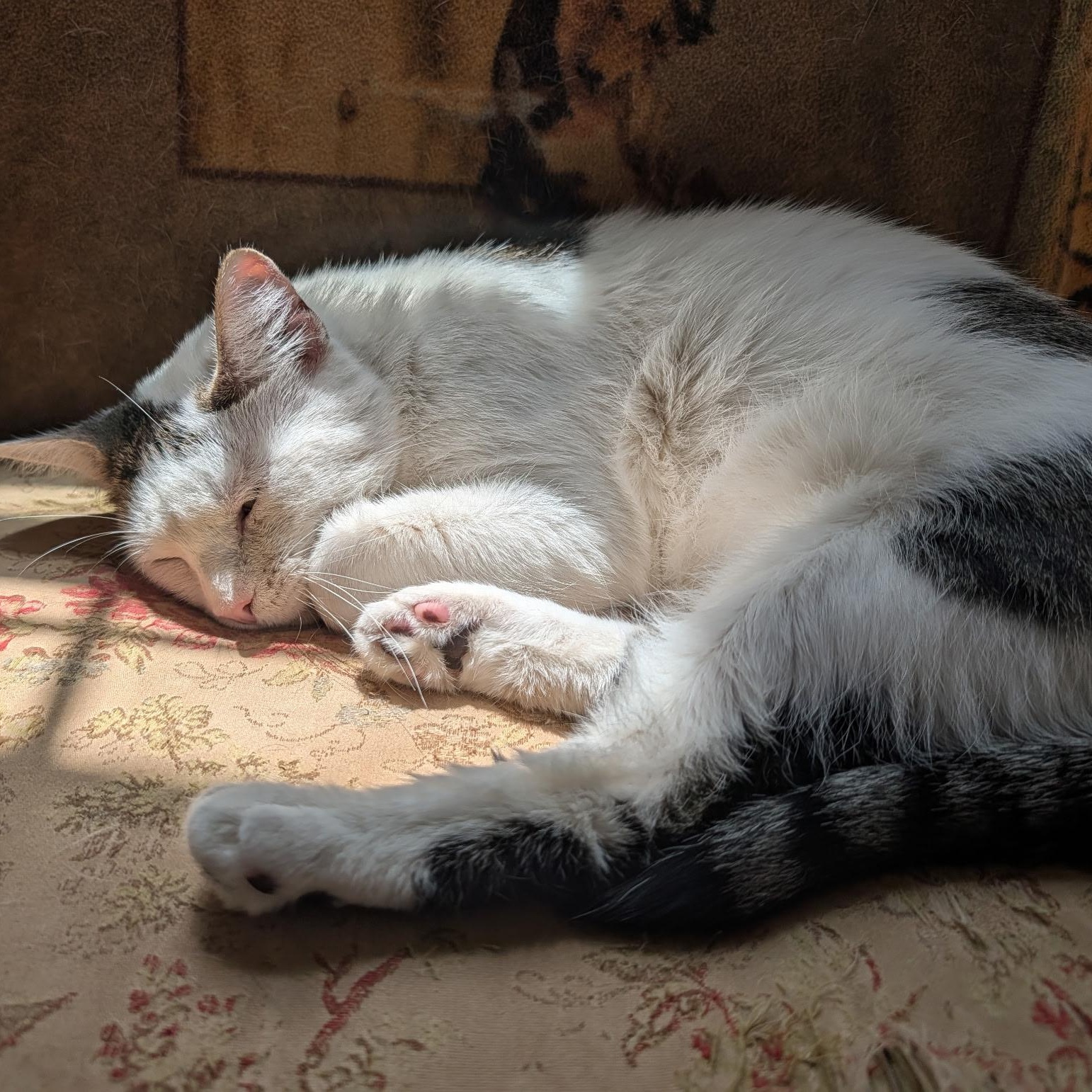 Frederick , a ADOPTABLE Domestic Short Hair in West Jefferson, OH image 5/6