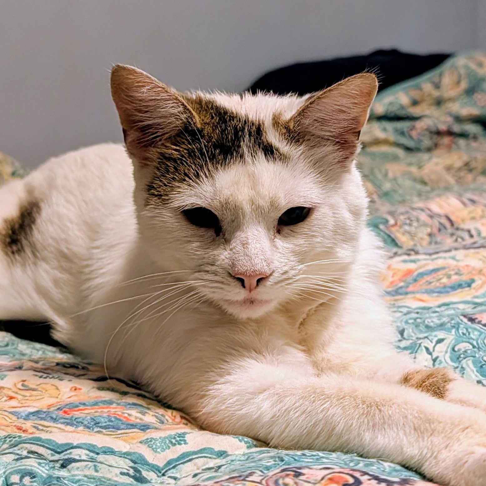 Frederick , a ADOPTABLE Domestic Short Hair in West Jefferson, OH image 2/4