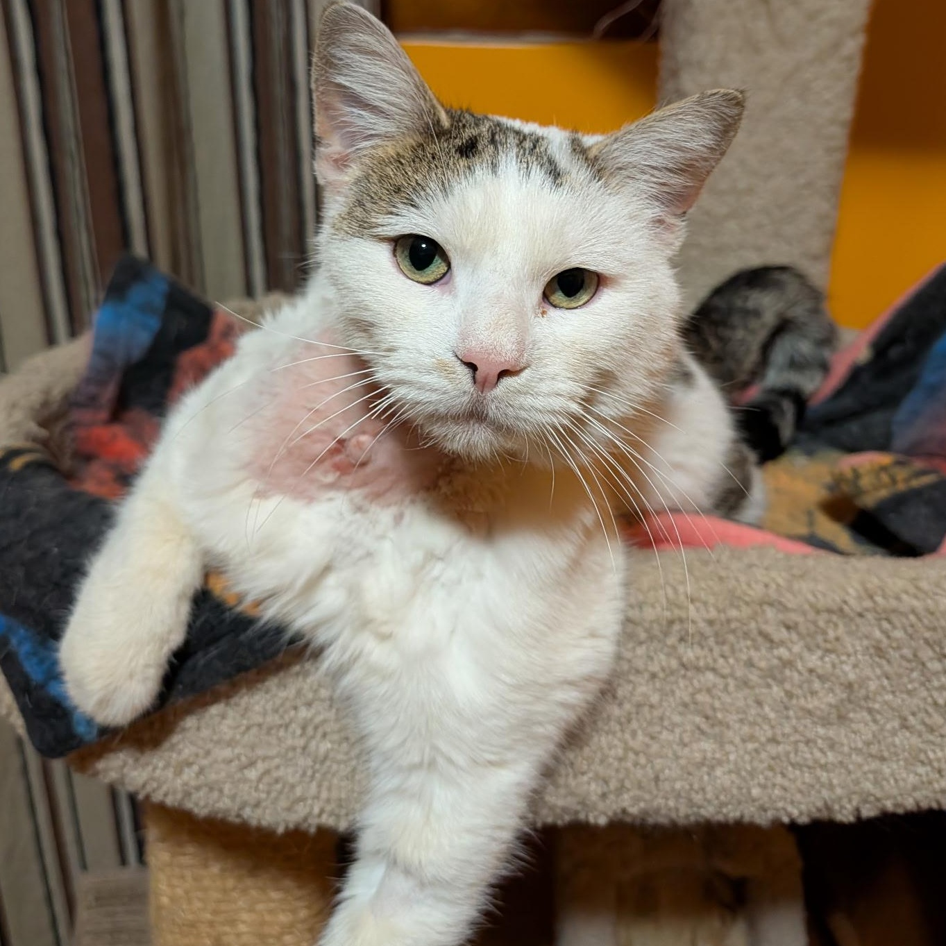 Enlarge Frederick , a ADOPTABLE Domestic Short Hair in West Jefferson, OH image 1/2