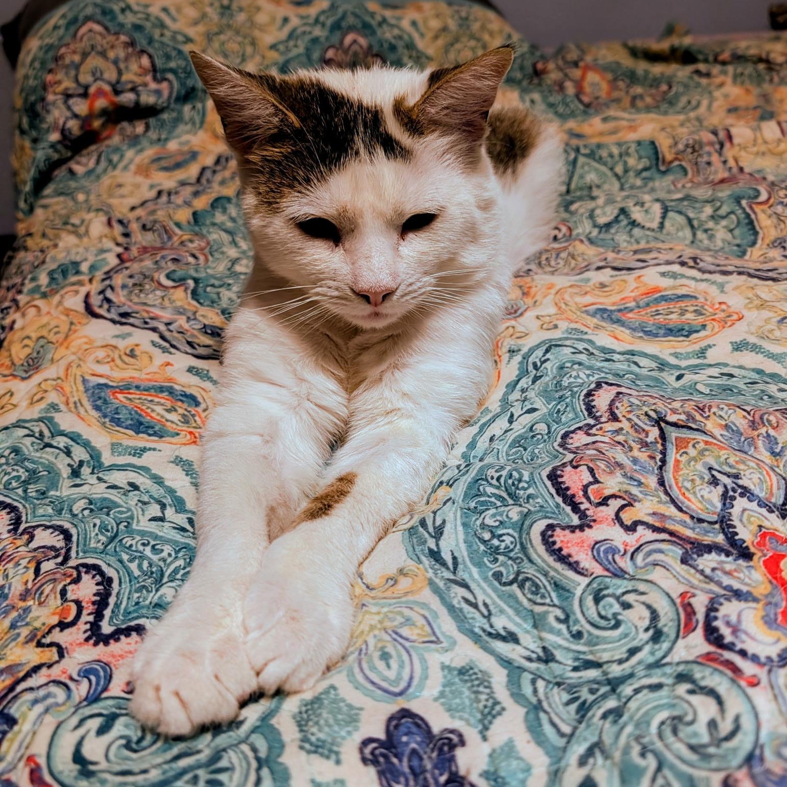 Frederick , ADOPTABLE, Adult Male Domestic Short Hair.