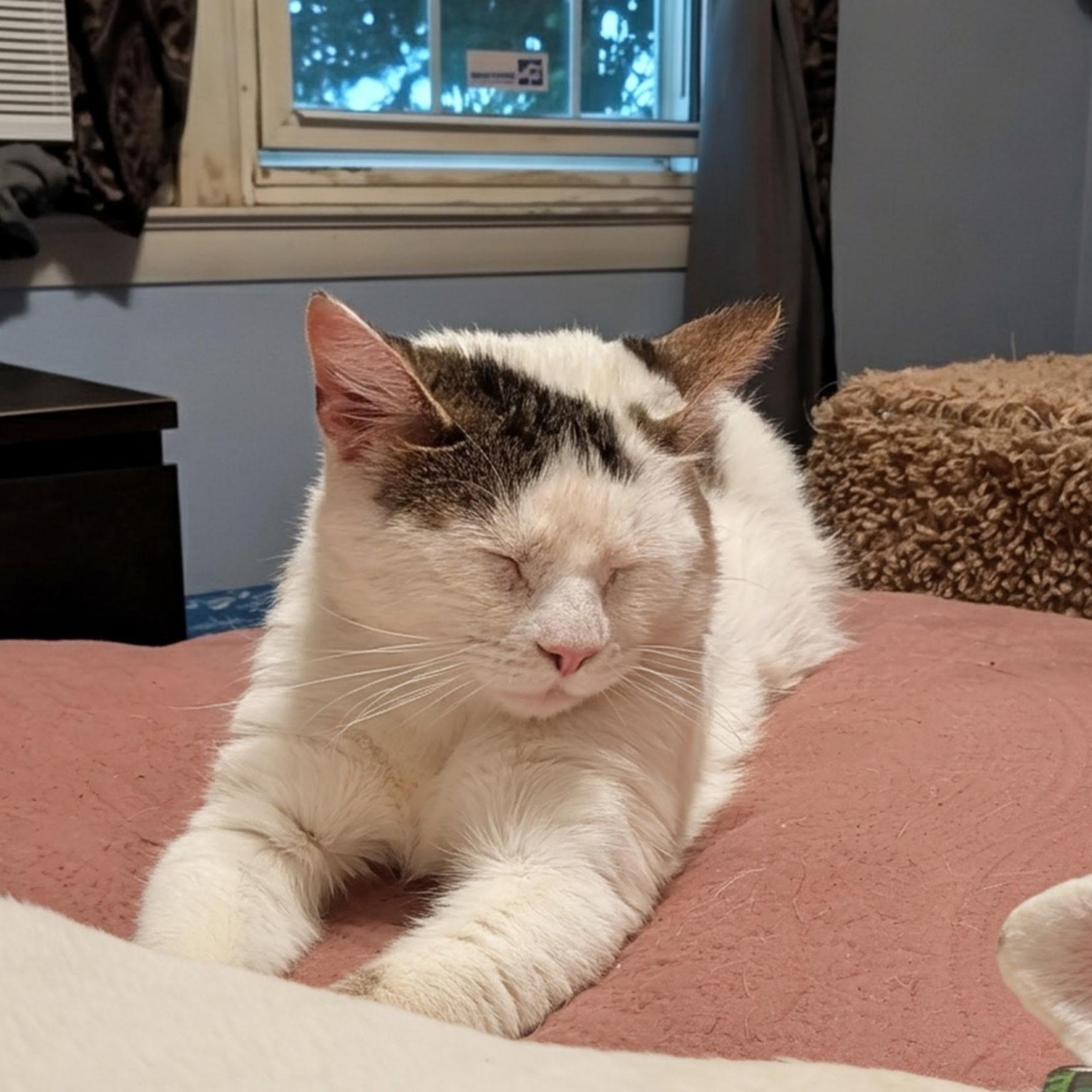 Frederick , a ADOPTABLE Domestic Short Hair in West Jefferson, OH image 6/6