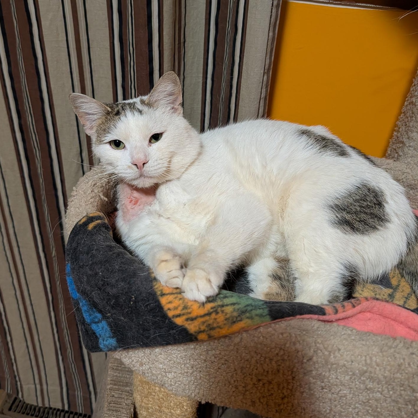 Enlarge Frederick , a ADOPTABLE Domestic Short Hair in West Jefferson, OH image 2/2