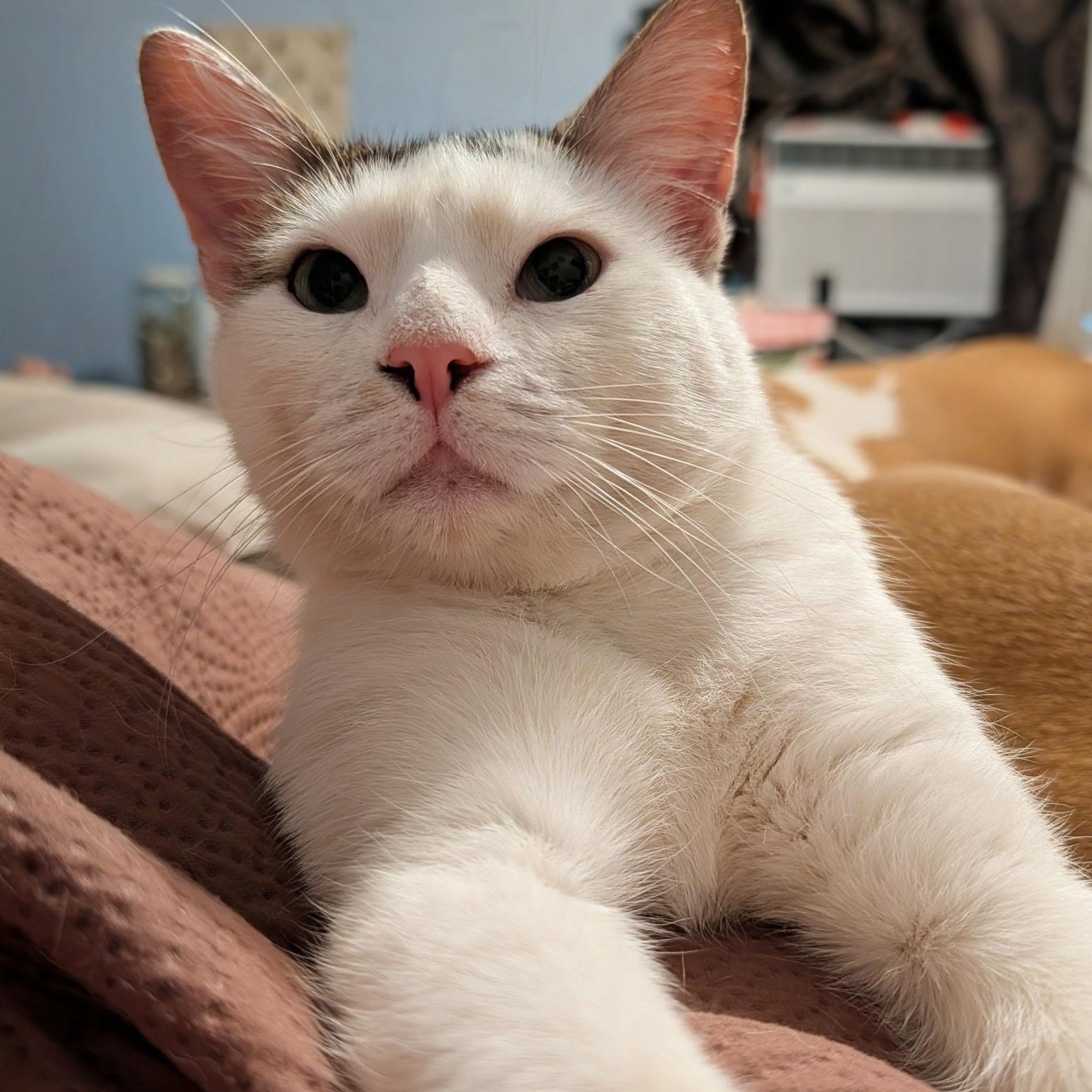 Frederick , ADOPTABLE, Adult Male Domestic Short Hair.