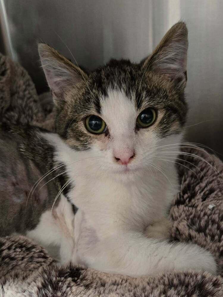 Travis, Adoptable, Kitten Male American Shorthair.