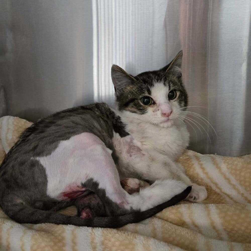 Travis, a Adoptable mixed breed in sylmar, CA image 2/2