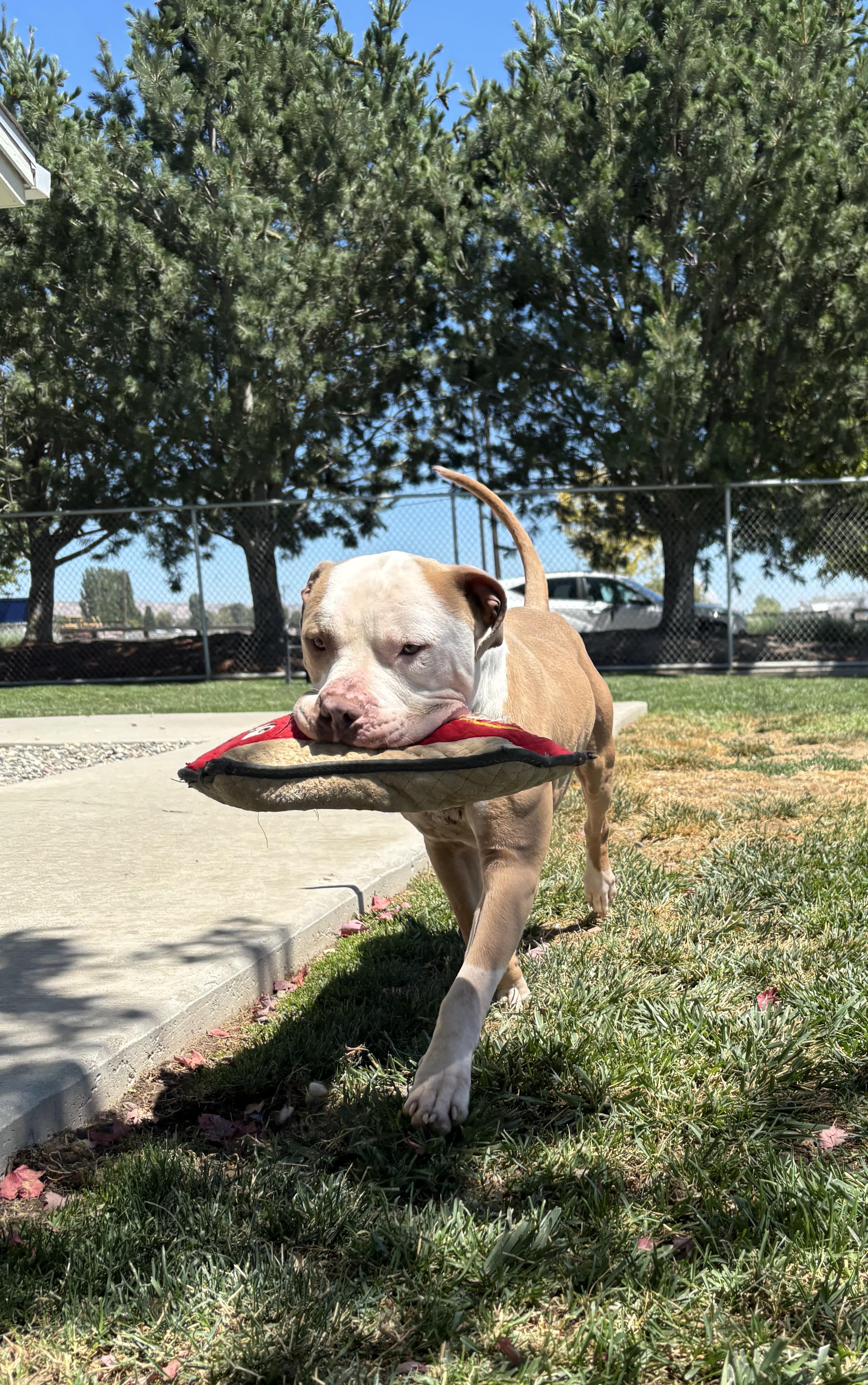 Enlarge Marvin, a ADOPTABLE mixed breed in Quincy, WA image 1/1