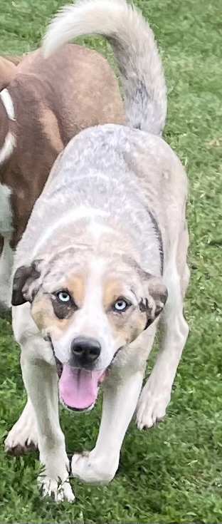 SUNSHINE, an adoptable Catahoula Leopard Dog in Holdenville, OK_image-1