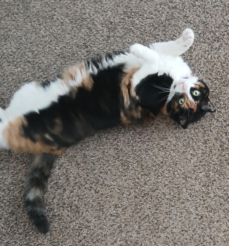 Cali, an adoptable Calico in Pasco, WA, 99301 | Photo Image 2