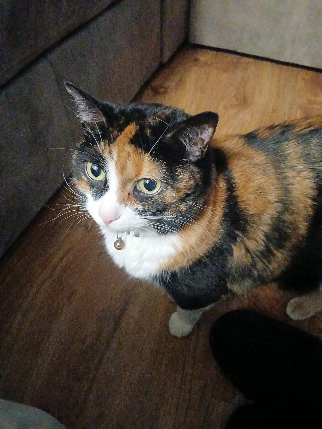 Cali, an adoptable Calico in Pasco, WA, 99301 | Photo Image 1