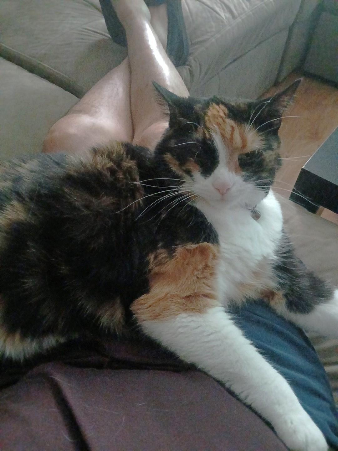 Cali, an adoptable Calico in Pasco, WA, 99301 | Photo Image 5