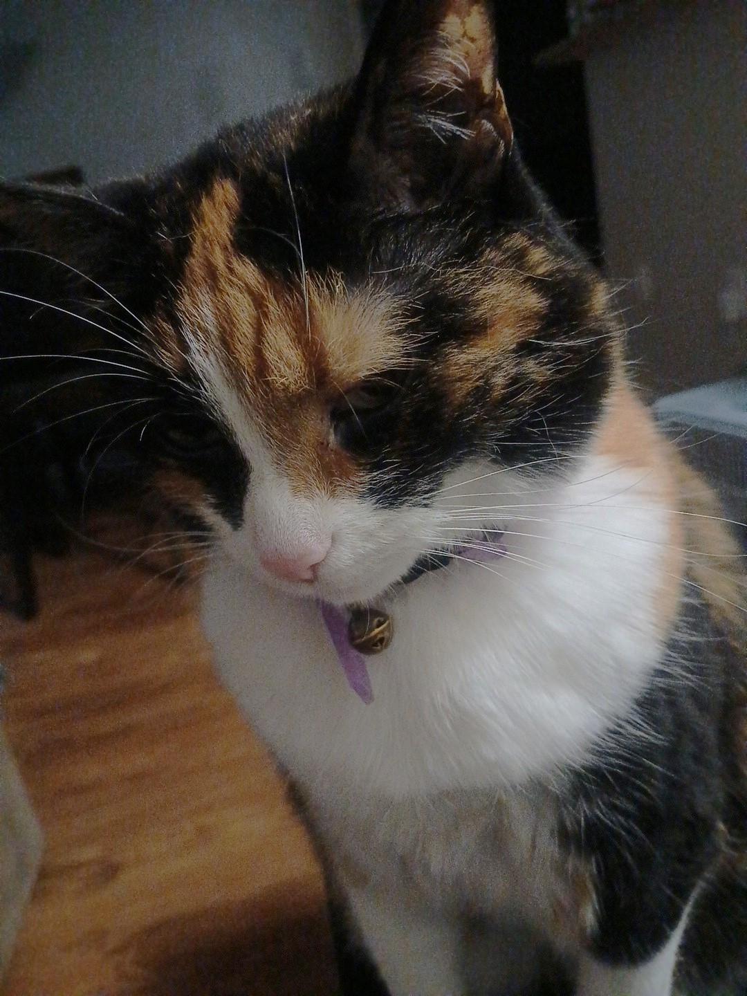 Cali, an adoptable Calico in Pasco, WA, 99301 | Photo Image 4