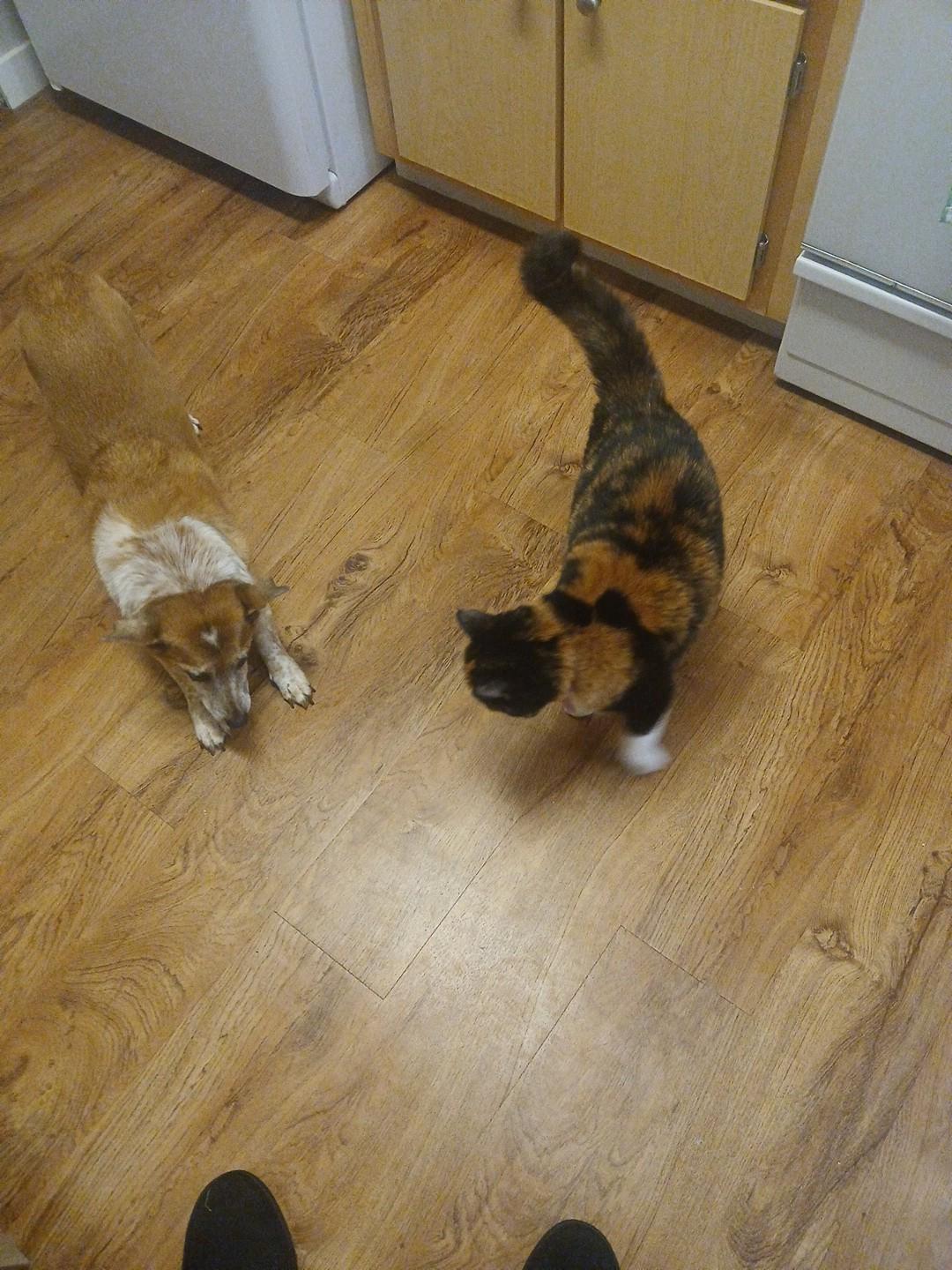 Cali, an adoptable Calico in Pasco, WA, 99301 | Photo Image 3