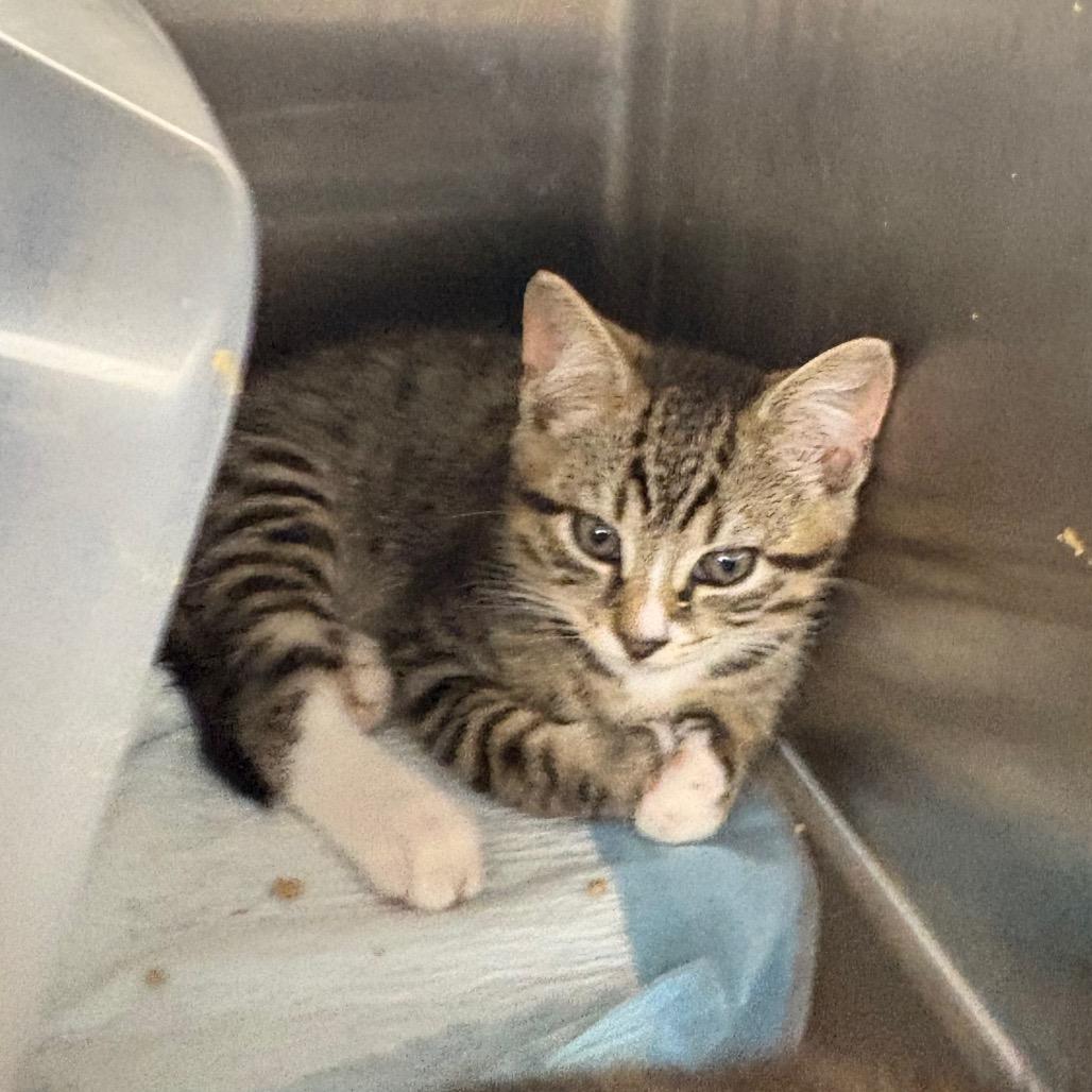 Enlarge Stripes, a Adoptable Domestic Short Hair in Pennsville, NJ image 1/1