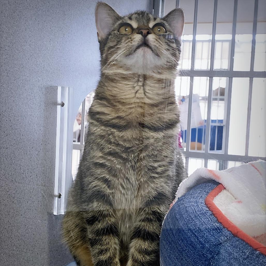 Spaghetti, Adoptable, Young Female Domestic Short Hair.