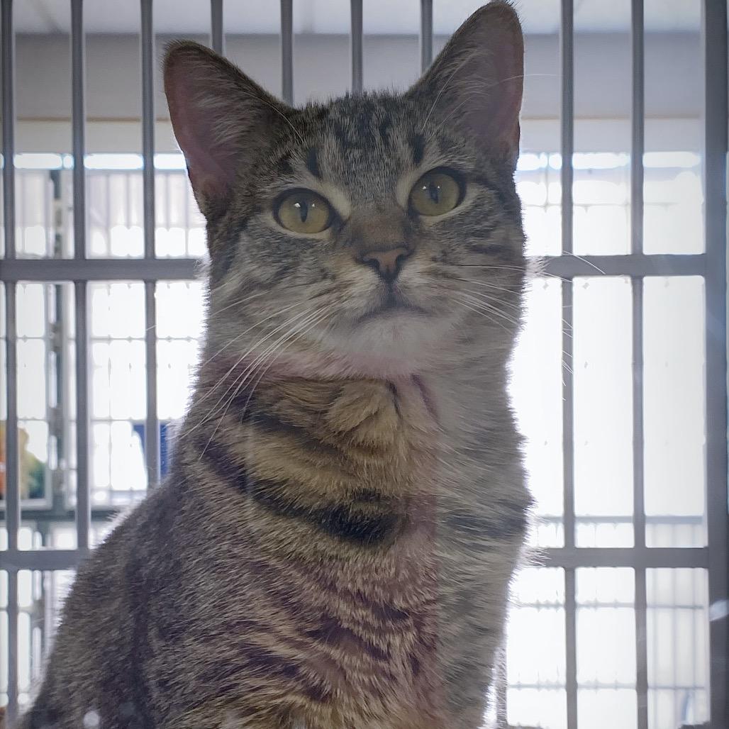 Enlarge Spaghetti, a Adoptable Domestic Short Hair in Huntsville, AL image 2/4