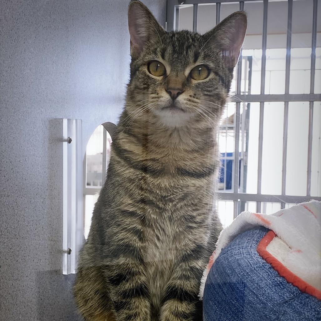 Enlarge Spaghetti, a Adoptable Domestic Short Hair in Huntsville, AL image 3/4