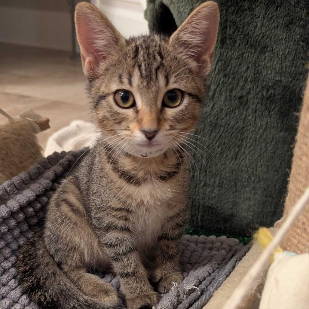 Enlarge Spaghetti, a Adoptable Domestic Short Hair in Huntsville, AL image 4/4