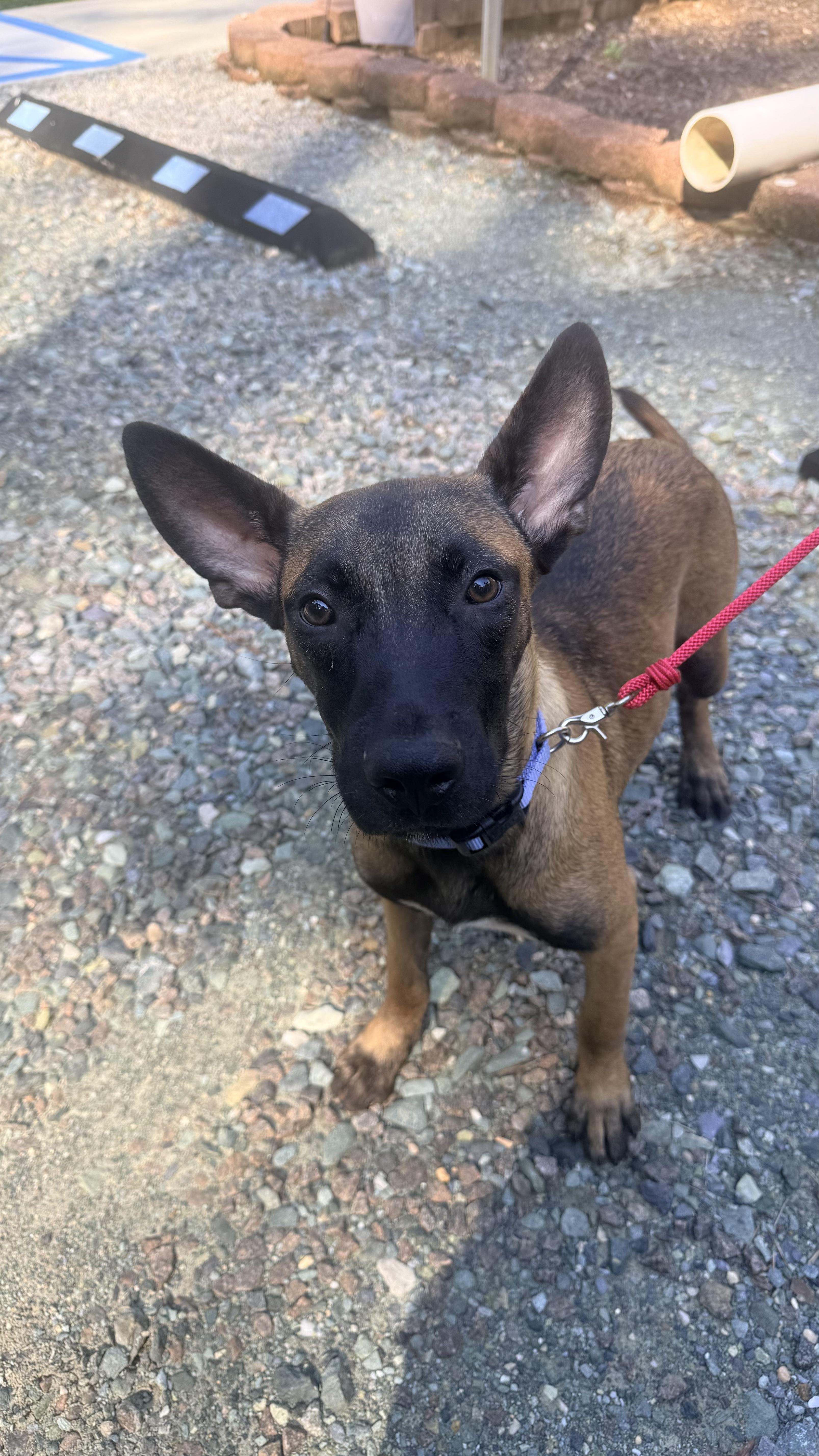 Enlarge Jax, a Adopted Belgian Shepherd / Malinois in polkton, NC image 1/1