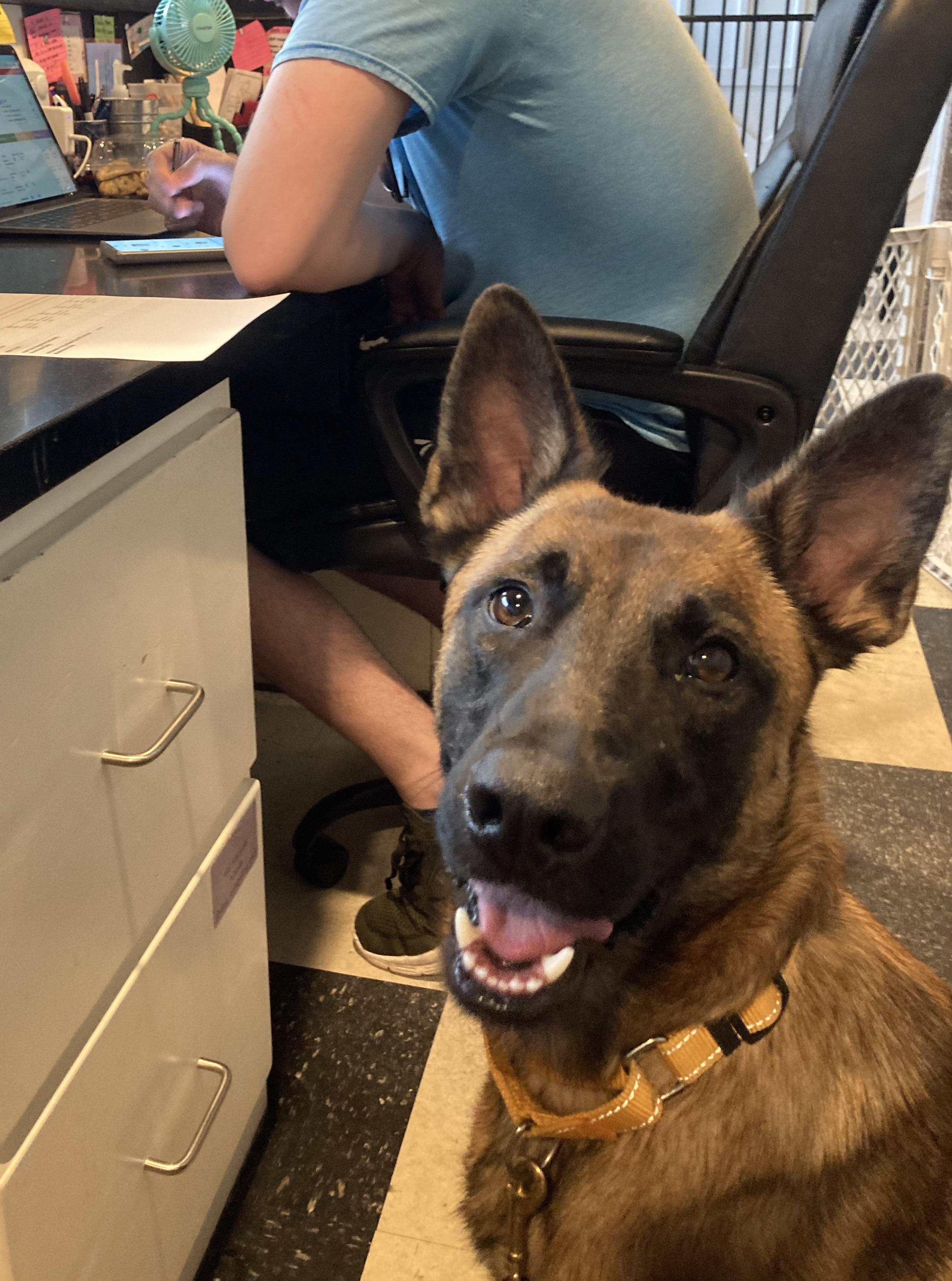 Confetti, Adopted, Young Female Border Collie & Belgian Shepherd / Malinois.