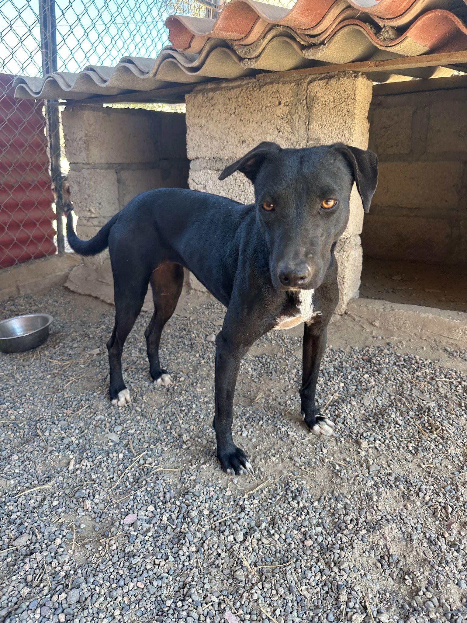 Enlarge Yuri & Ronin, a Adoptable Mixed Breed in Portland, OR image 3/6