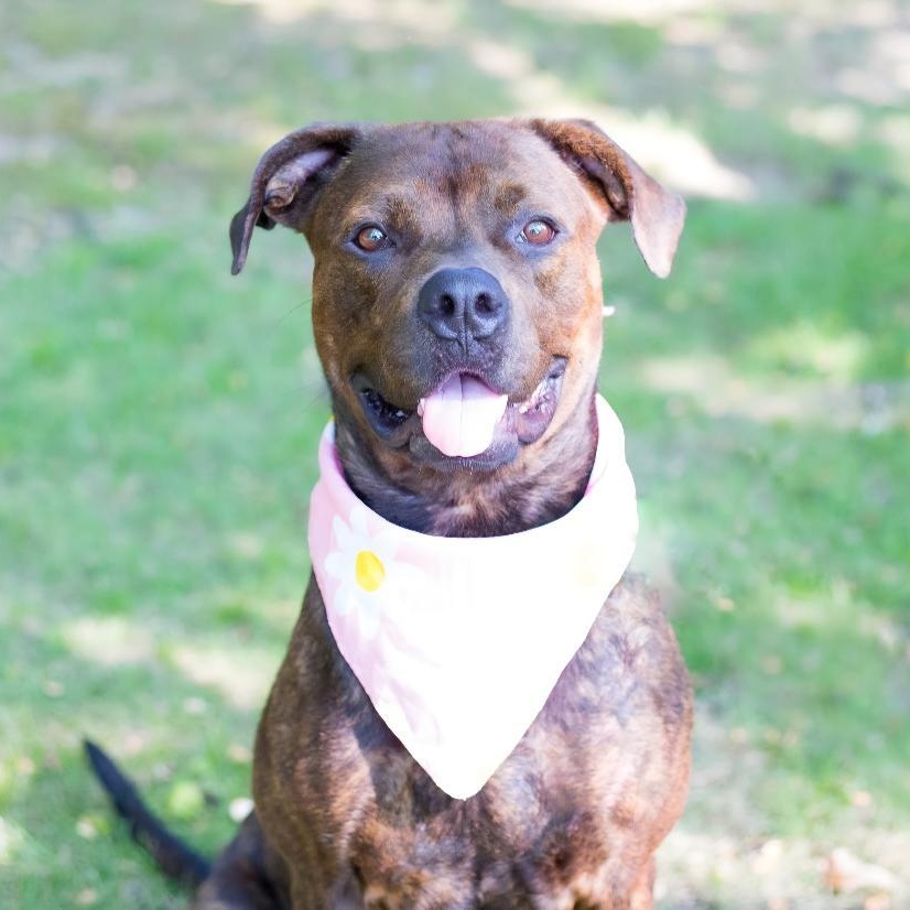 Betty Boop, a Adoptable mixed breed in Phenix City, AL image 1/5