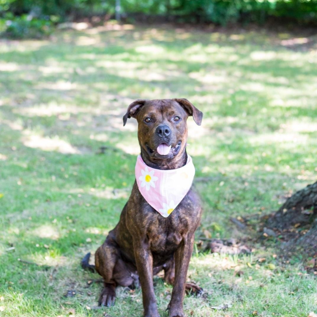 Betty Boop, a Adoptable mixed breed in Phenix City, AL image 4/5