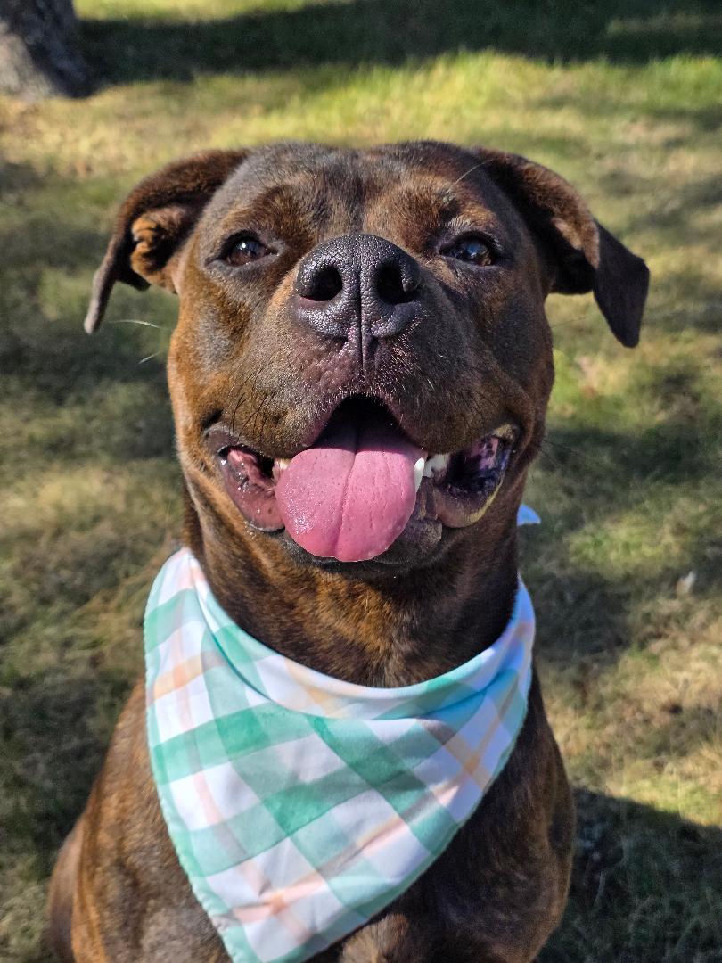 Betty Boop, a Adoptable mixed breed in Phenix City, AL image 2/5