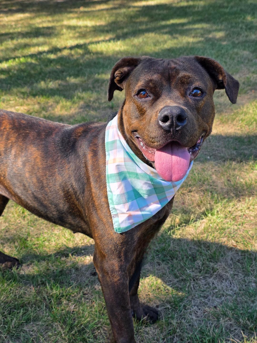 Betty Boop, a Adoptable mixed breed in Phenix City, AL image 3/5