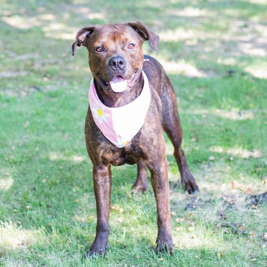 Betty Boop, a Adoptable mixed breed in Phenix City, AL image 5/5
