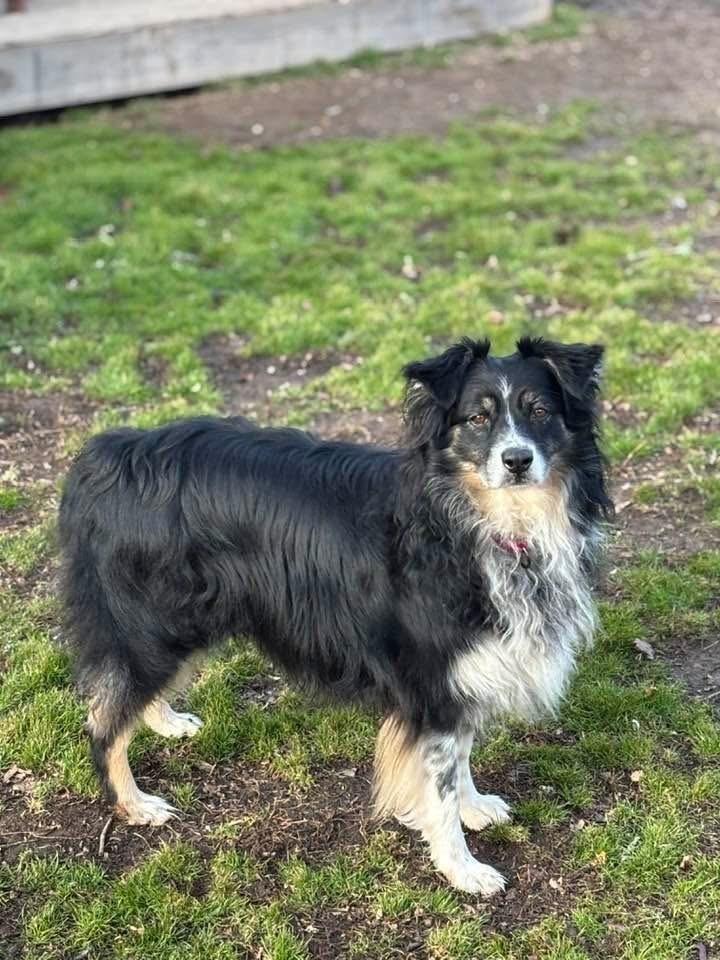 Skyler, Adoptable, Senior Female Australian Shepherd.