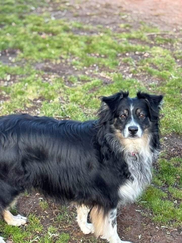 Skyler, a Adoptable mixed breed in Dacula, GA image 2/3