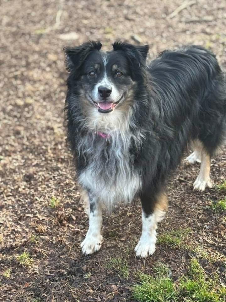Skyler, a Adoptable mixed breed in Dacula, GA image 3/3